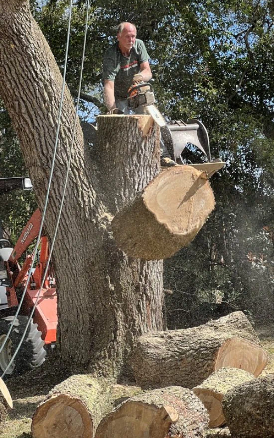arborist-doing-tree-removal arborist-doing-tree-removal