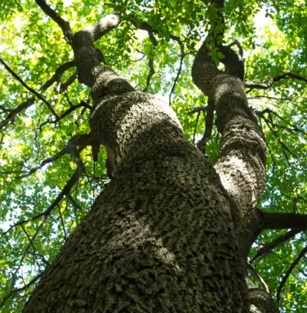 tree bottom view tree bottom view