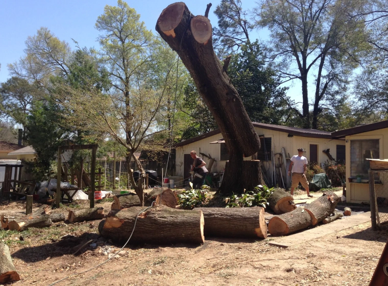 tree-removal-1 tree-removal-1