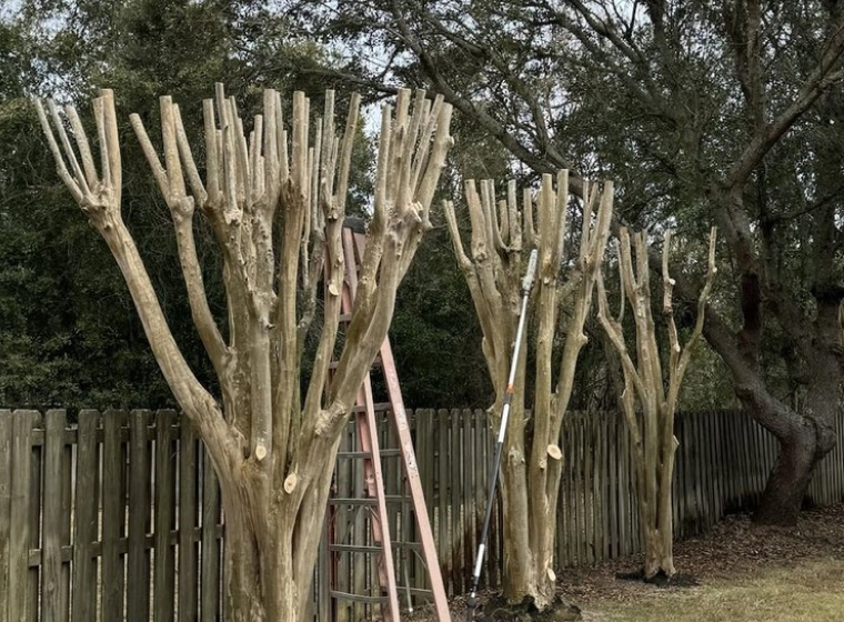 tree-trimming-and-pruning tree-trimming-and-pruning